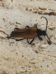 Stenelytrana