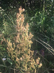 Rumex confertus
