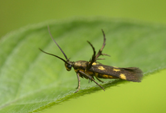 Eretmocera impactella