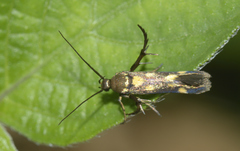 Eretmocera impactella