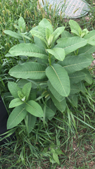 Asclepias syriaca