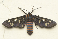 Amata passalis