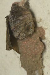 Lymantria ampla