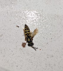 Aphilanthops frigidus