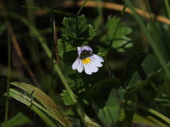 Euphrasia minima