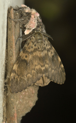 Lymantria ampla
