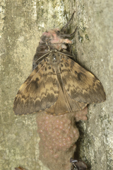 Lymantria ampla