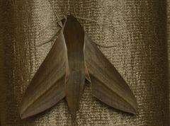 Theretra alecto