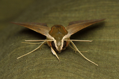 Theretra alecto