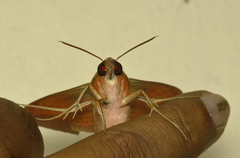 Theretra alecto