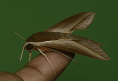 Theretra alecto