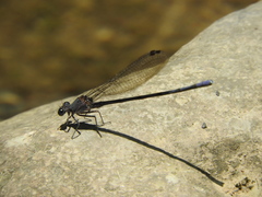 Argia tonto