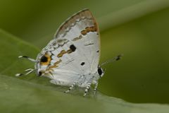 Hypolycaena othona
