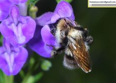 Bombus pseudobaicalensis