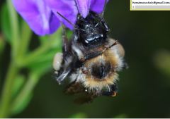 Bombus pseudobaicalensis