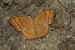 Pseudergolis wedah
