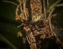 Salsa brisbanae