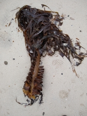 Saccorhiza polyschides