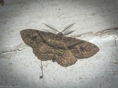 Boarmia curtaria