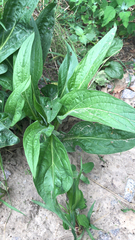 Cynoglossum officinale