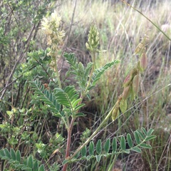 Astragalus strigulosus