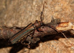 Xystrocera dispar