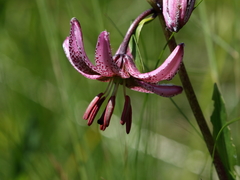 Lilium martagon martagon