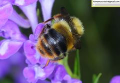 Bombus ganjsuensis