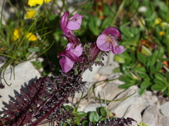 Pedicularis rostratocapitata
