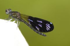 Aristocypha quadrimaculata