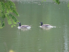 Branta canadensis