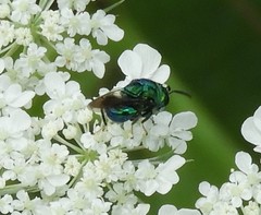 Perilampidae