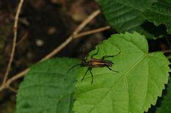 Stenocorus meridianus