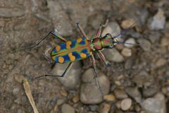 Cicindela octonotata