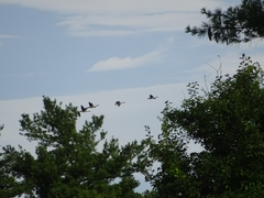 Branta canadensis