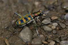 Cicindela octonotata
