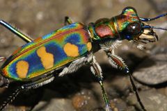 Cicindela octonotata