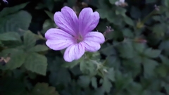Geranium × oxonianum