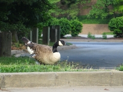 Branta canadensis