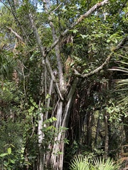 Ficus retusa