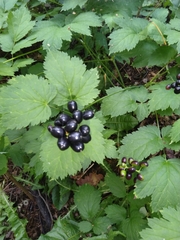 Actaea spicata