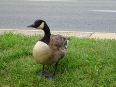 Branta canadensis