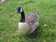 Branta canadensis