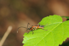 Stenocorus meridianus