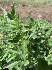 Solanum nitidibaccatum