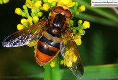 Volucella