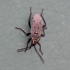 Probergrothius