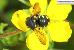 Anthidiellum boreale