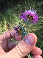 Centaurea jacea substituta