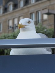 Larus argentatus